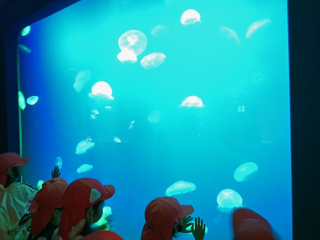 うみたまごに行ってきたよ